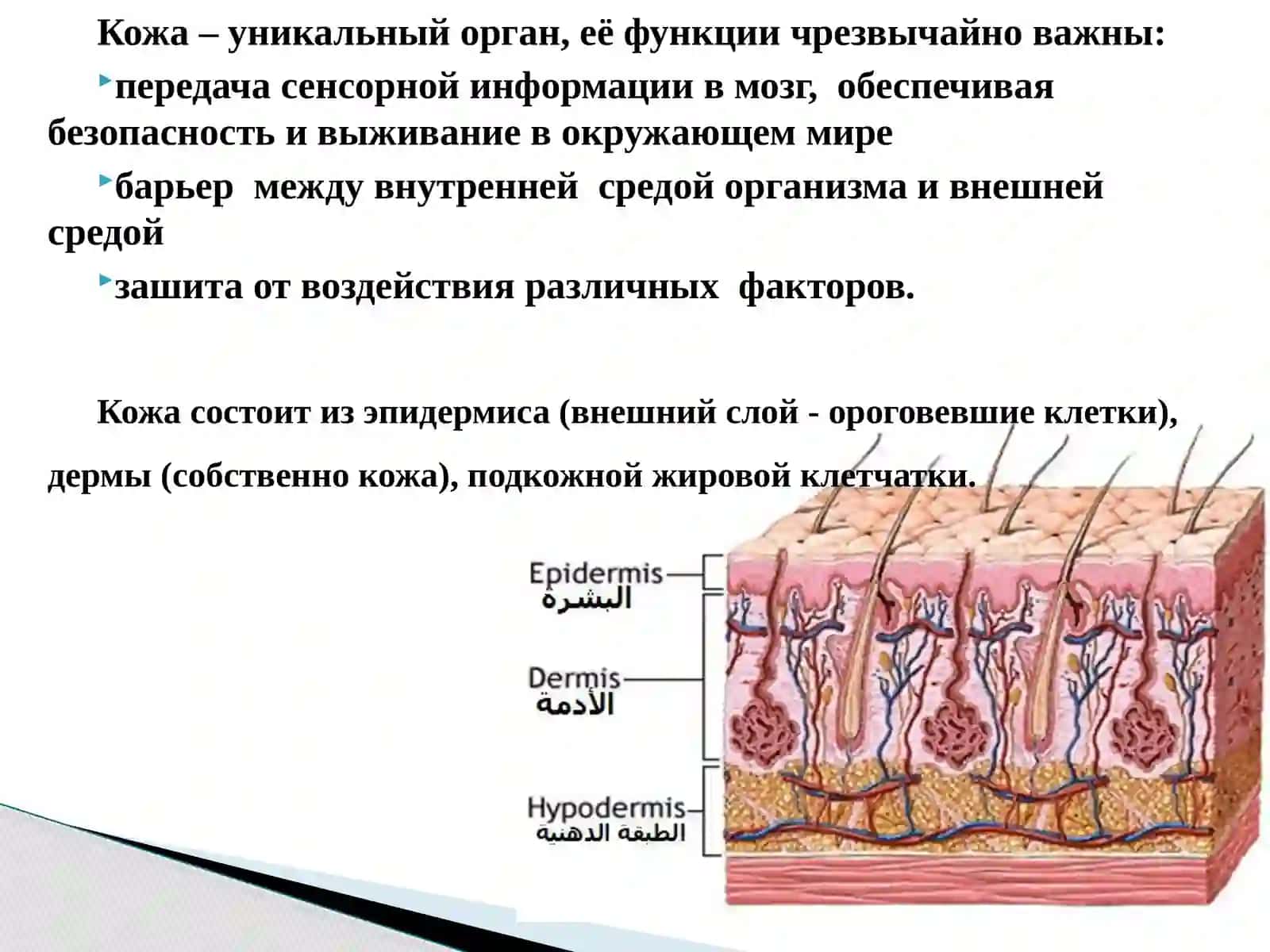 Заболевания кожи 2