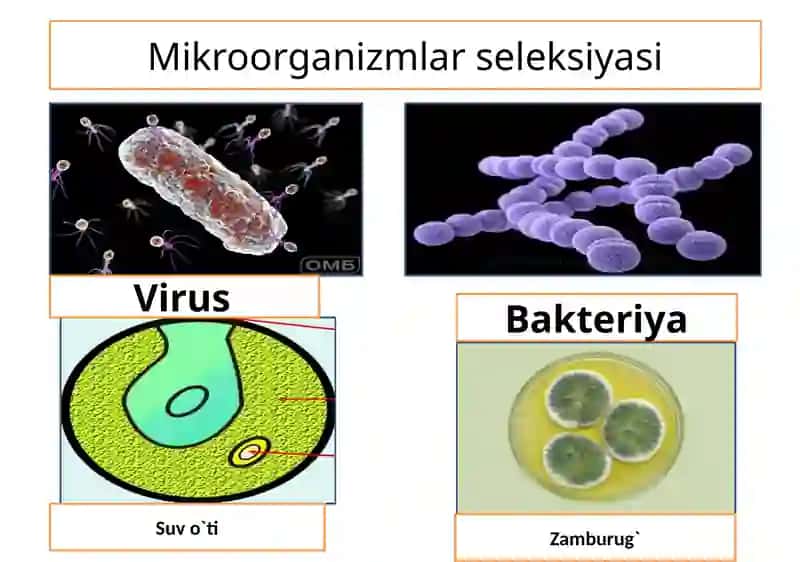O`simlik va hayvonlar seleksiyasi 2