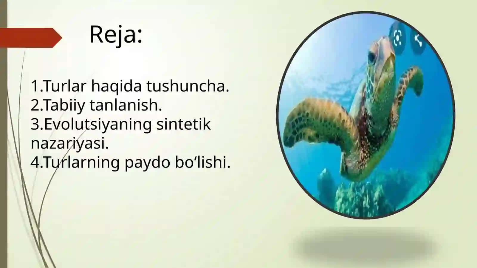 Turlarning paydo bo‘lishi 2