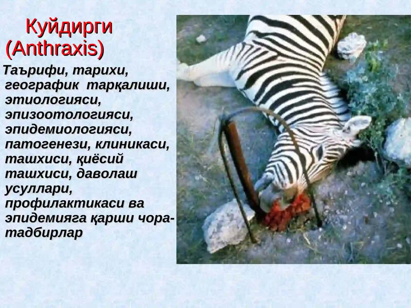 Куйдирги(Anthraxis) 2