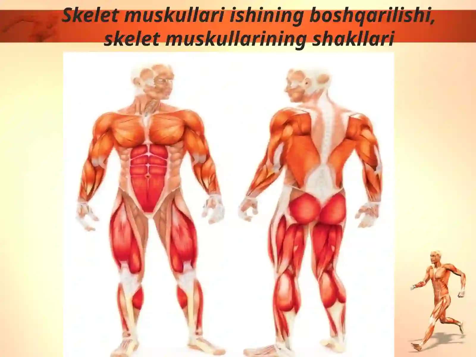 Muskullar va ularning funksiyasi 2