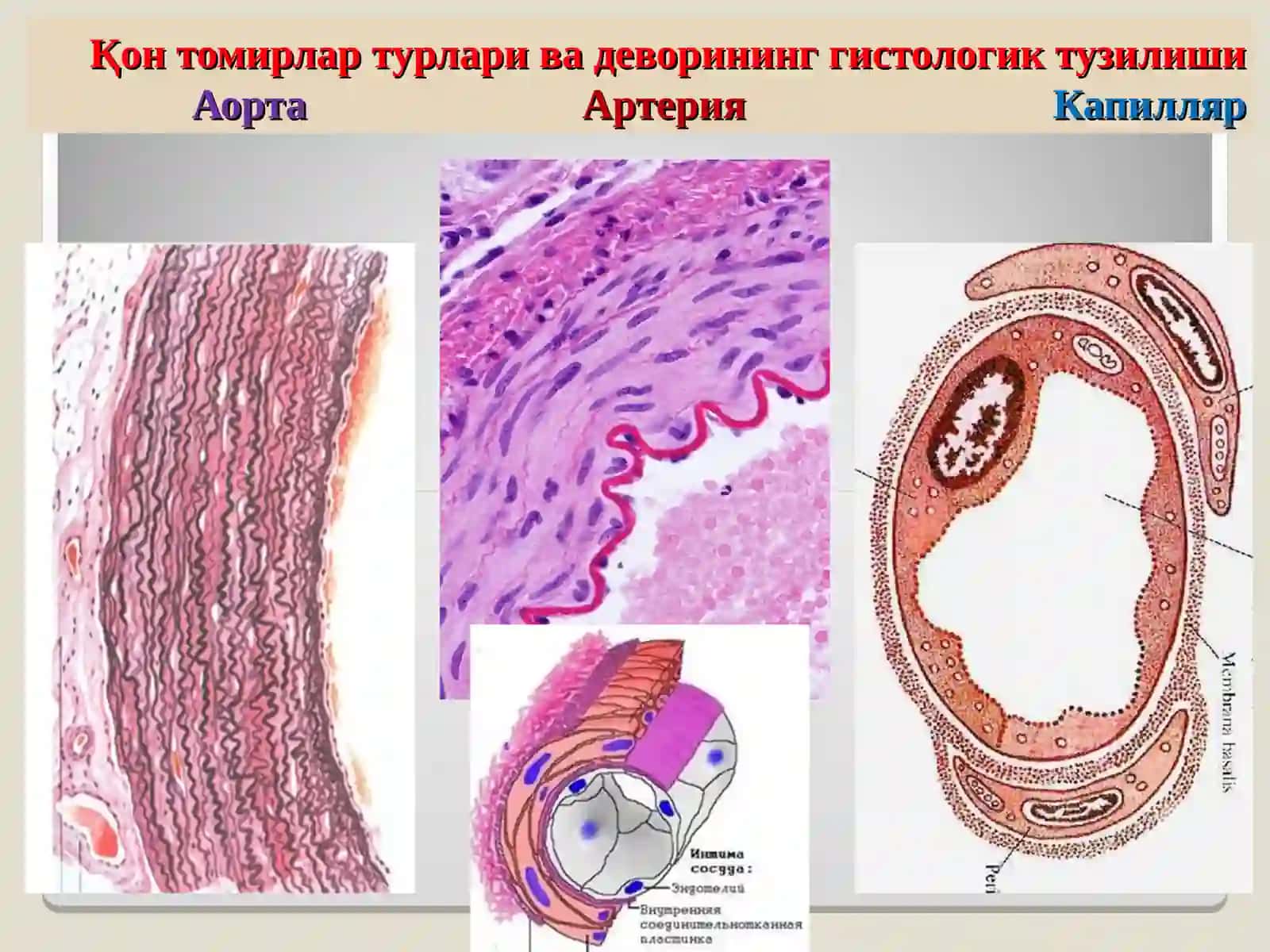 КонТомирлар патологияси. Томир аномалиялари гипертензия атеросклероз 2