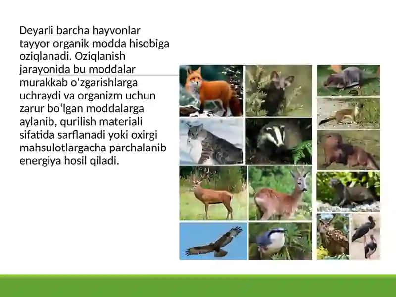 Hayvonlarning hazm qilish organlari evolutsiyasi 2