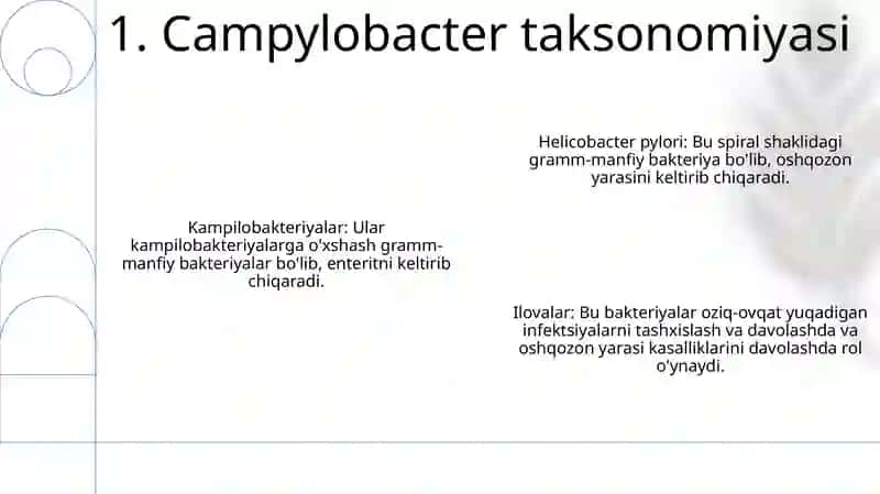 Kampilobakteriyalar Xelikobakteriyalar Va Ularning Amaliyotdagi Ahamiyati 2