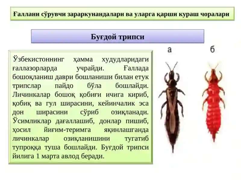 Ғаллани сўрувчи зараркунандалари ва уларга қарши кураш чоралари 2