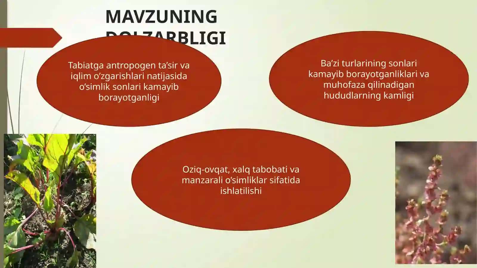 Sho’radoshlar(Chenopodiaceae)oilasivakillari,tarqalishi,tuzilishi,ko’payishivaahamiyati 2