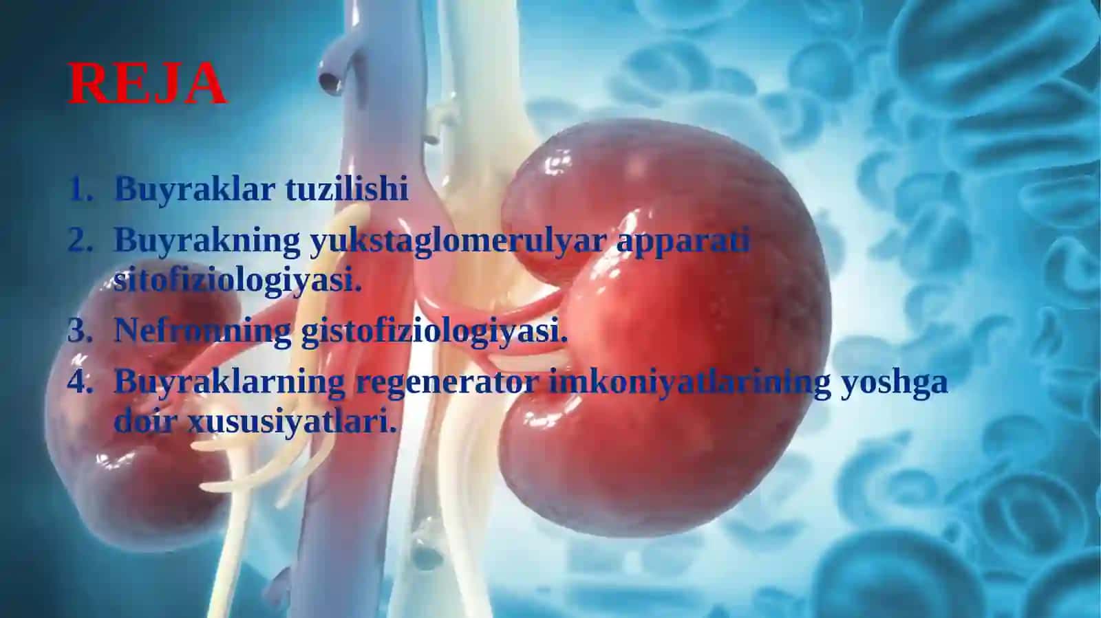 Buyraklar tuzilishi va ularning yoshga qarab o’zgarishi 2