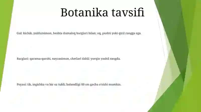Nastarin Guli 2