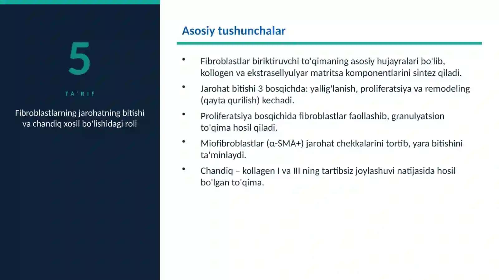 Fibroblastlarning jarohatning bitishi 2