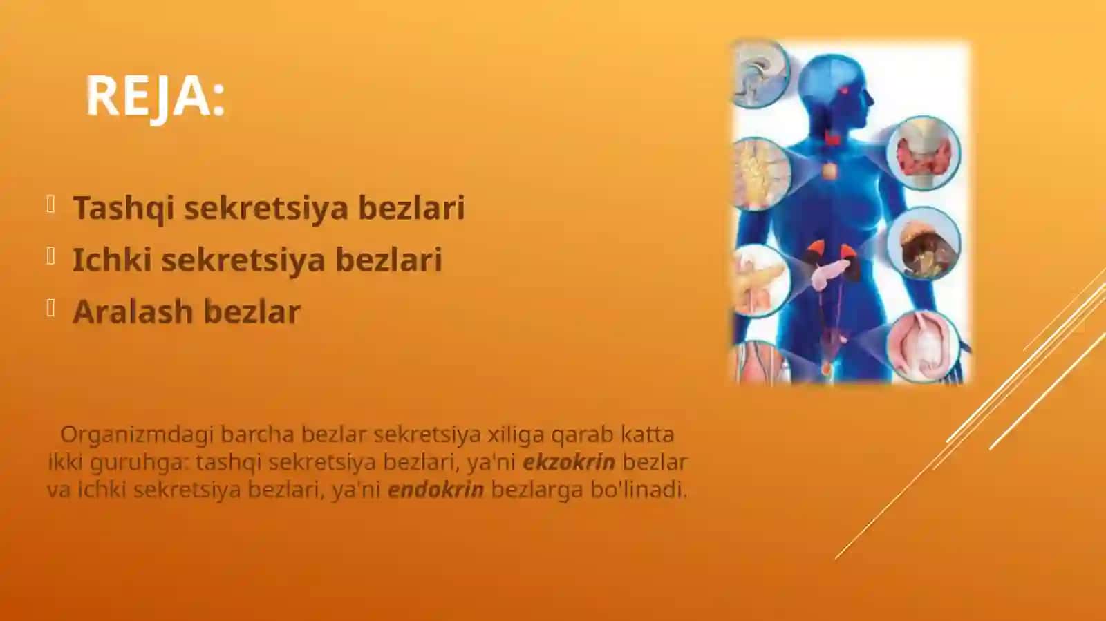 ICHKI SEKRETSIYA BEZLARI.TASHQI VA ARALASH BEZLAR 2