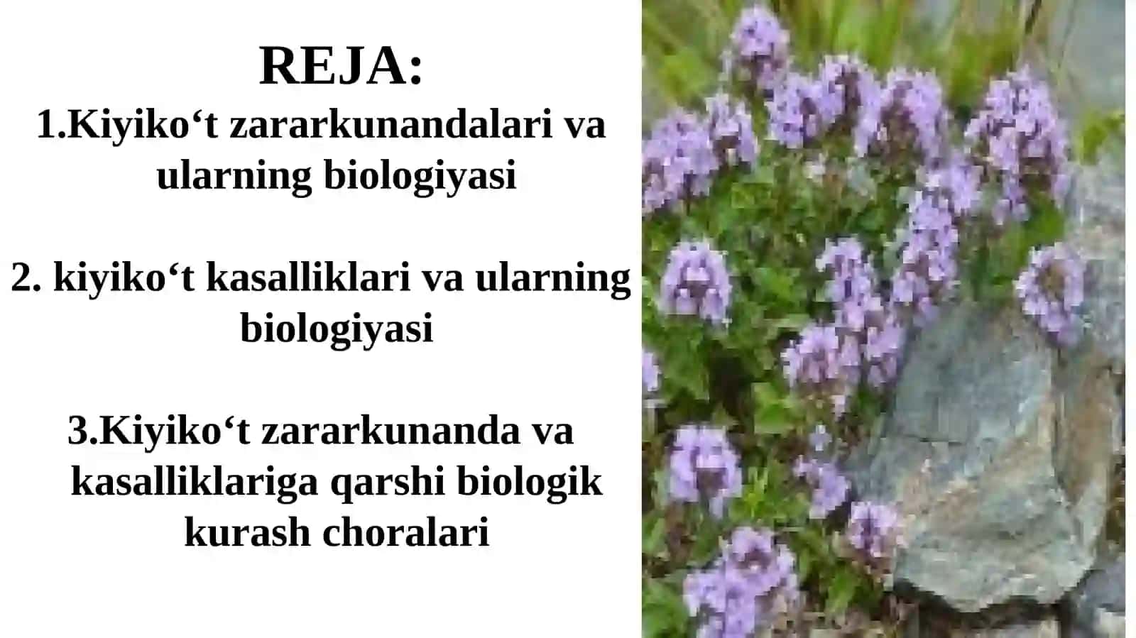Kiyiko‘t zararkunandalari va kasalliklariga qarshi biologik kurash choralari 2