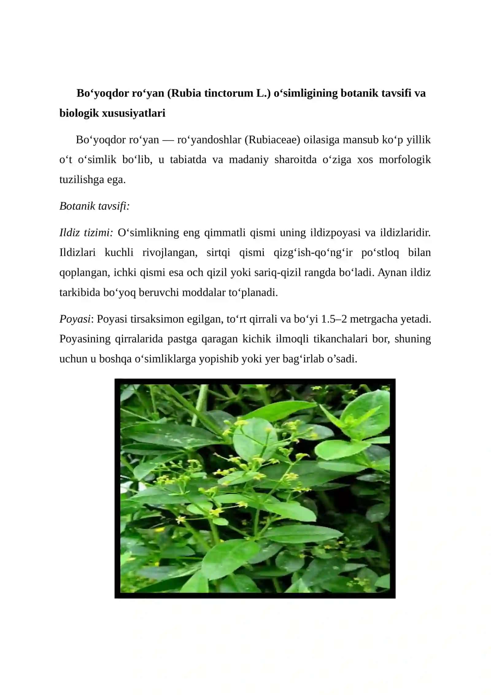 BOʻYOQDOR ROʻYAN-RUBIA TINCTORUM L. OʻSIMLIGINI YETISHTISH TEXNOLOGIYASI 2