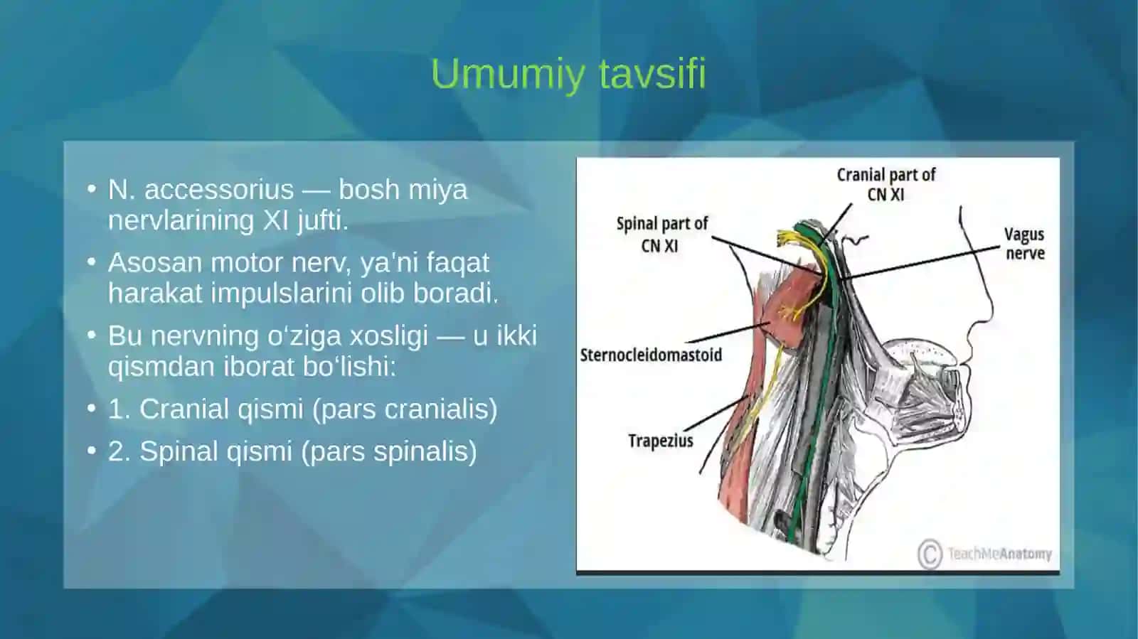 XI JUFT BOSHI MIYA NERVI (NERVUS ACCESSORIUS) 2