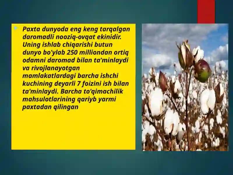 Industrial iqtisodiyot paxta yetishtirish samarali yo‘llari 2