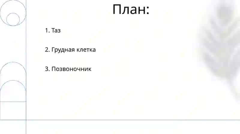 Скелет туловища 2