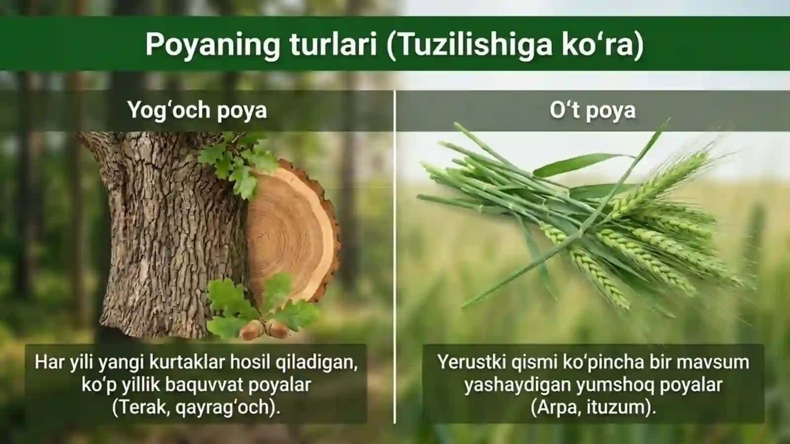 Poyalarning xilma-xilligi 2