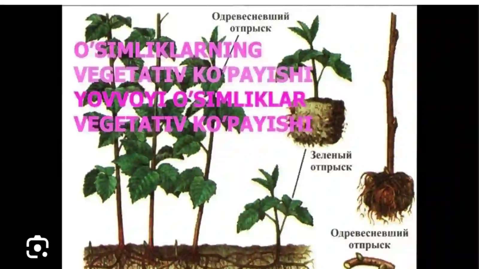 Ekologik komillar. Vegetativ koʻpayish va uning qishloq xoʻjaligida ahamiyati 2