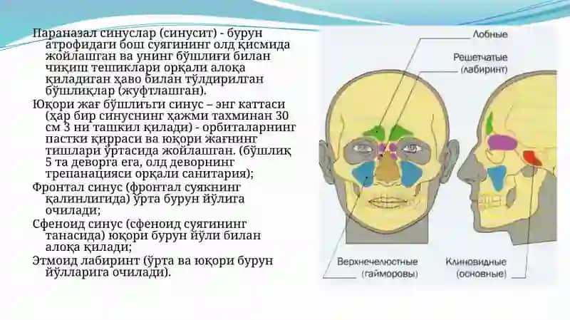 Жаррохлик стоматологиявa дентал имплантология кафедраси "Ғаймор бўшлиги анатомияси" 2