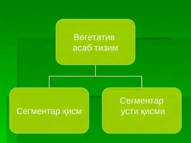 Вегетатив асаб тизим 2