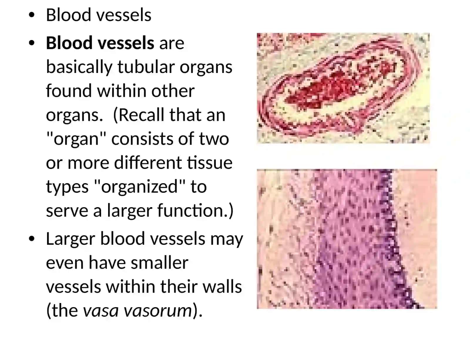 Blood vessels 2