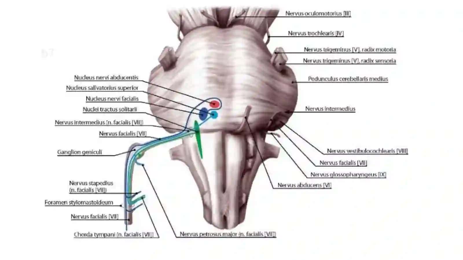 Nervus facialis 2