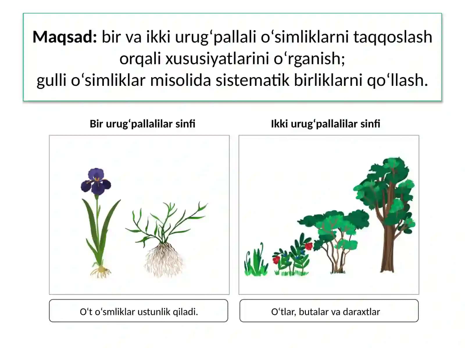 AMA LIY MASHG‘ UL O T19- MAVZU.O‘SIMLIKLAR SISTEMATIKASINI 2