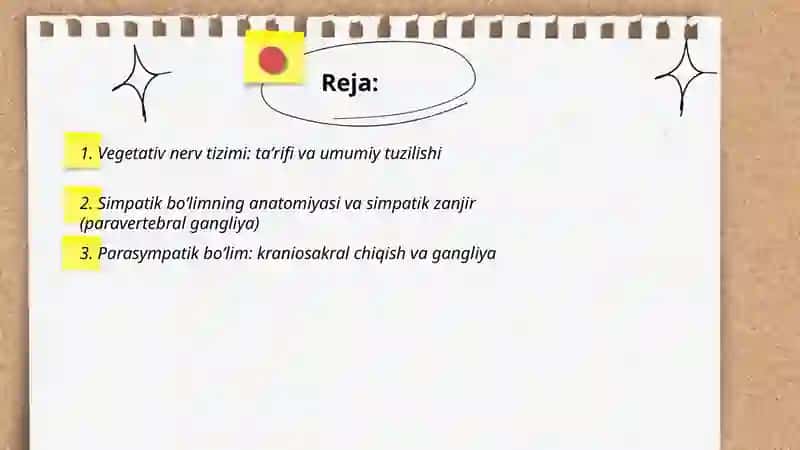 Vegetativ nerv sistemasi tuzulishi va haqida 2