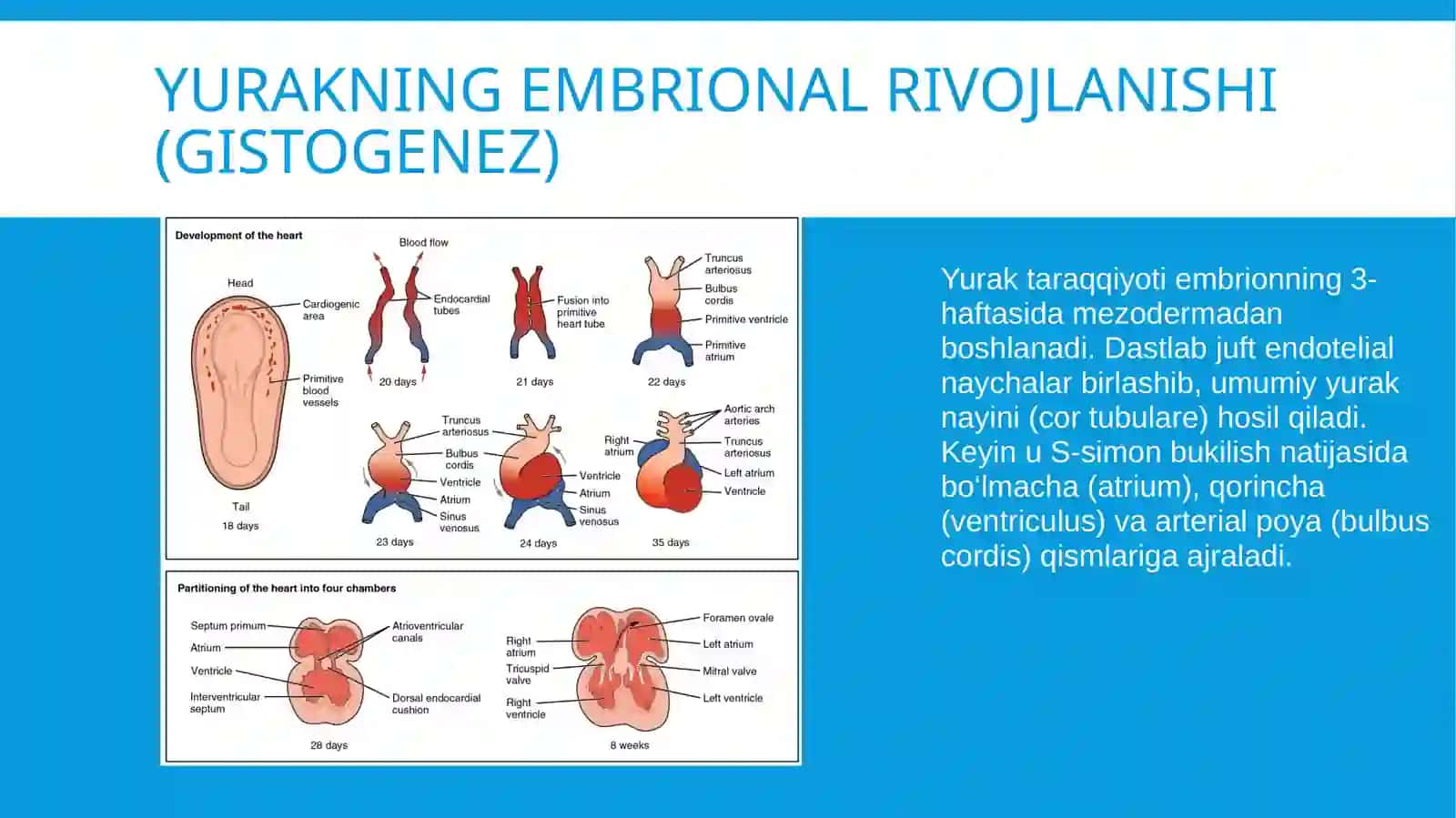 Anatomiya fanidan mustaqil ish/yurak mavzusi 2