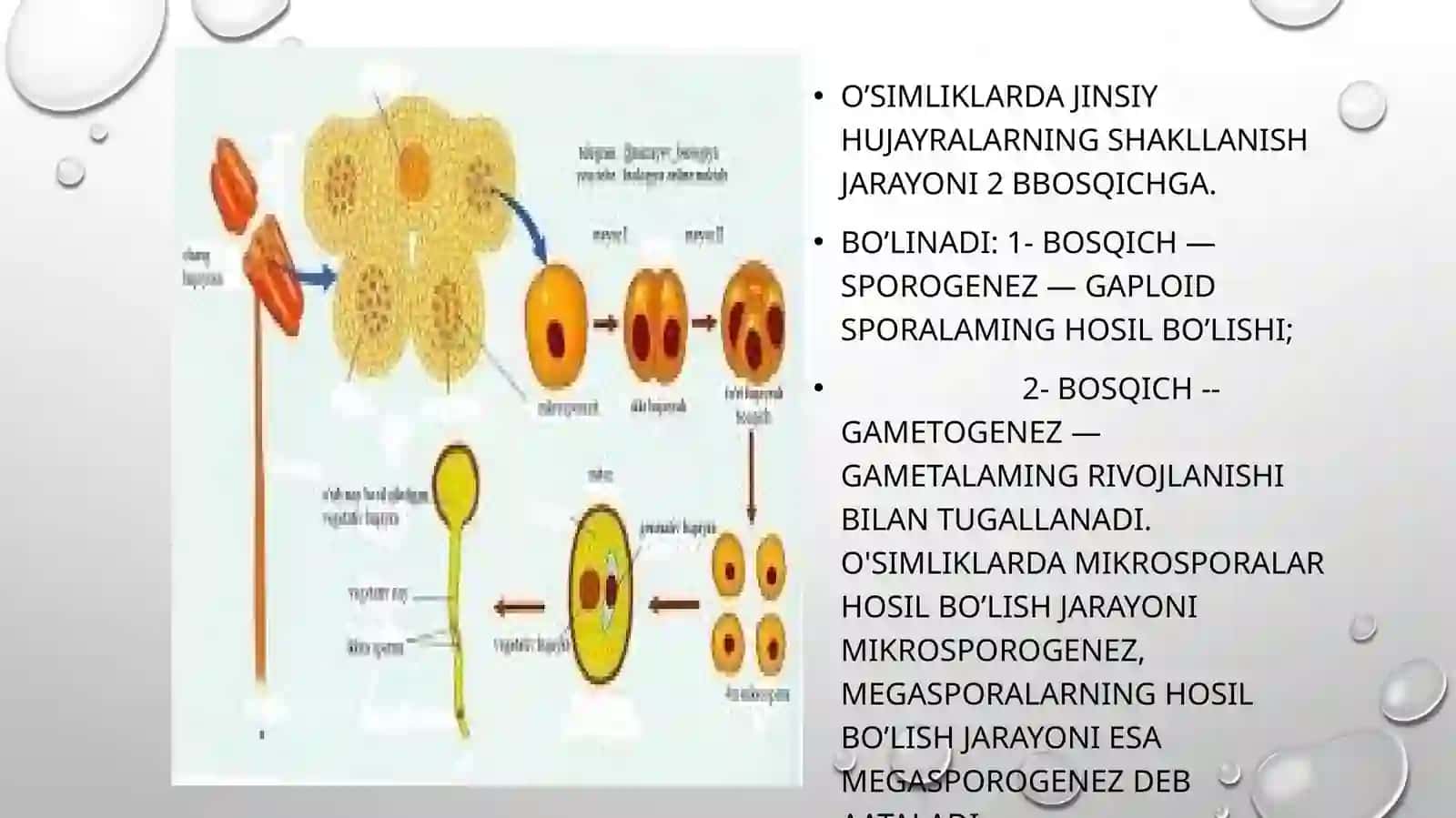 Gullio'simliklarningjinsiyko'payishi.Jinsdeterminasiyasi 2