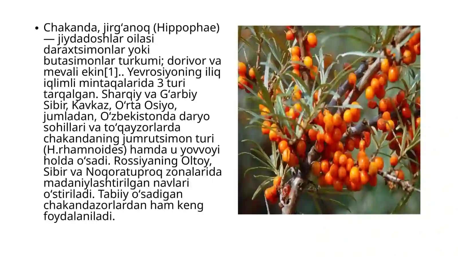 Chakana haqida foydali va zararli maʼlumotlar 2