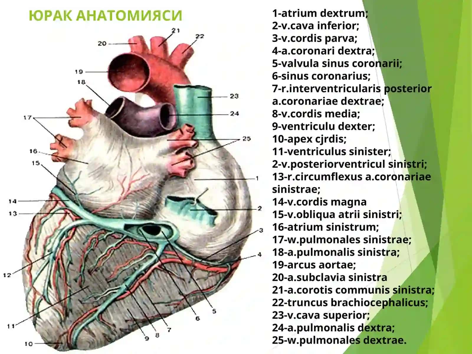 Yurak anatomiyasi 2