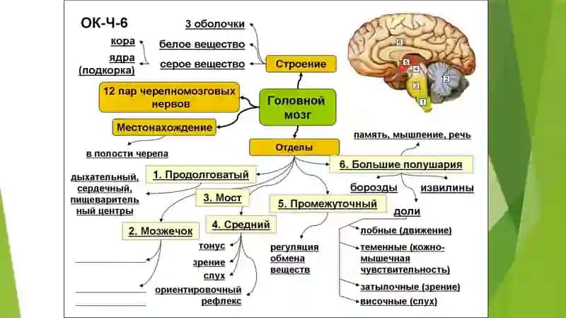 BOSH MIYA ANATOMIYASI (uzunchoq miya, pons, qorinchalar)  Бош мия аратомияси узунчок мия понс коринчалар 2