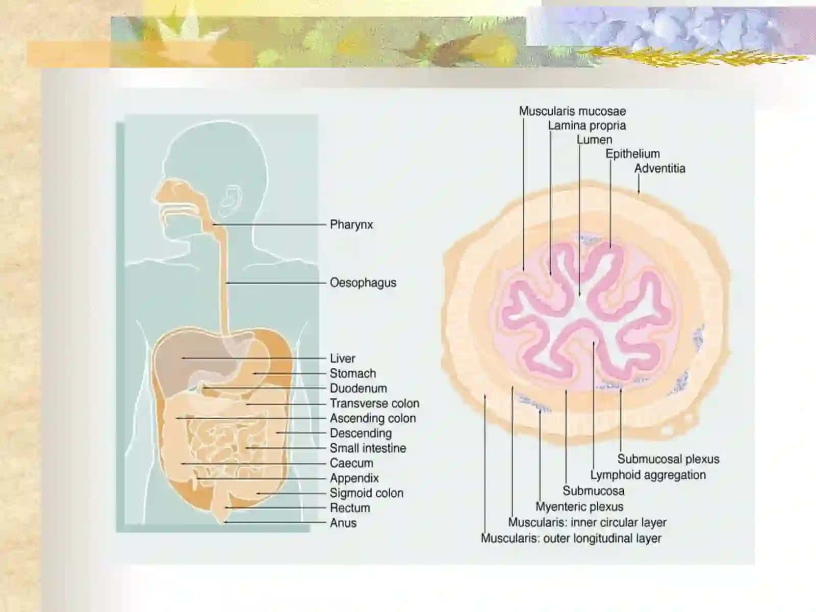 SURUNKALI GASTRIT 2