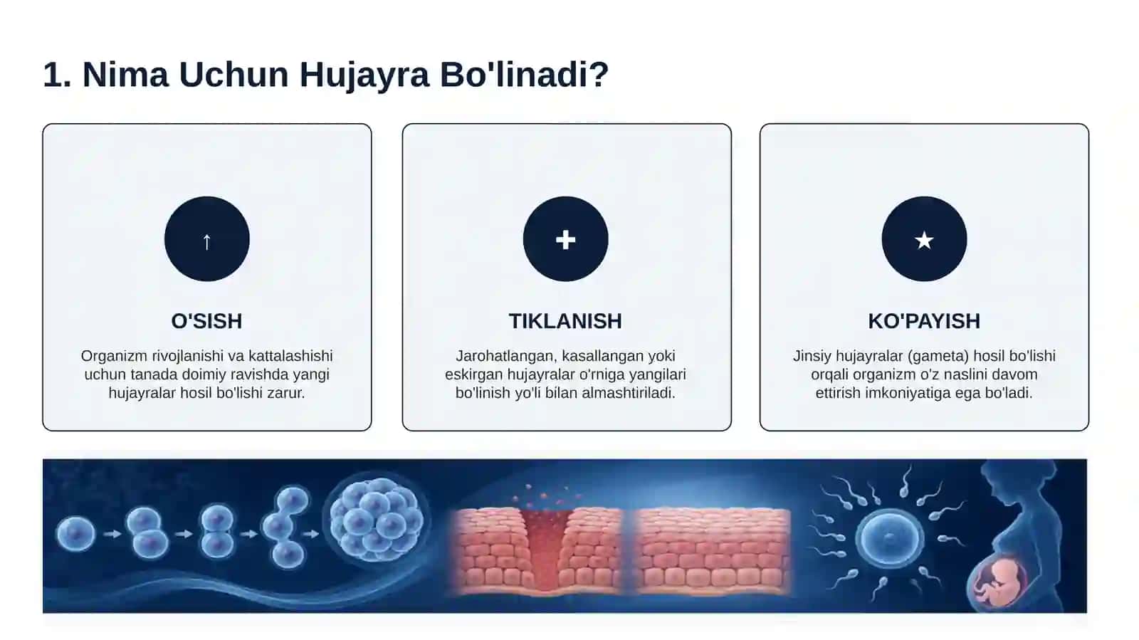 HUJAYRA BO'LINISHI 2
