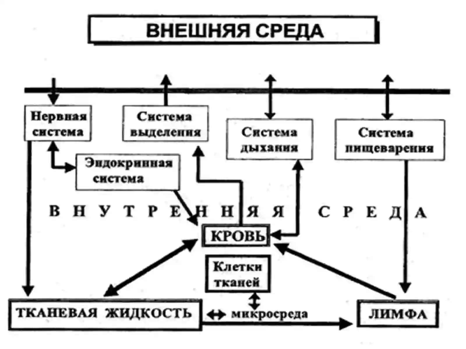 Кровь – это зеркало здоровья организма 2