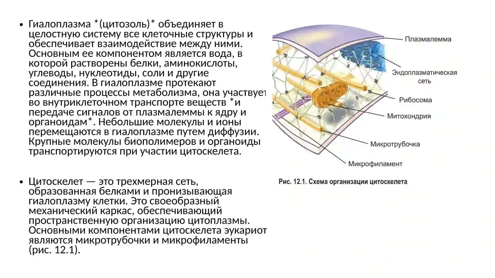 Гиалоплазма. Цитоскелет. Немембранные органоиды 2