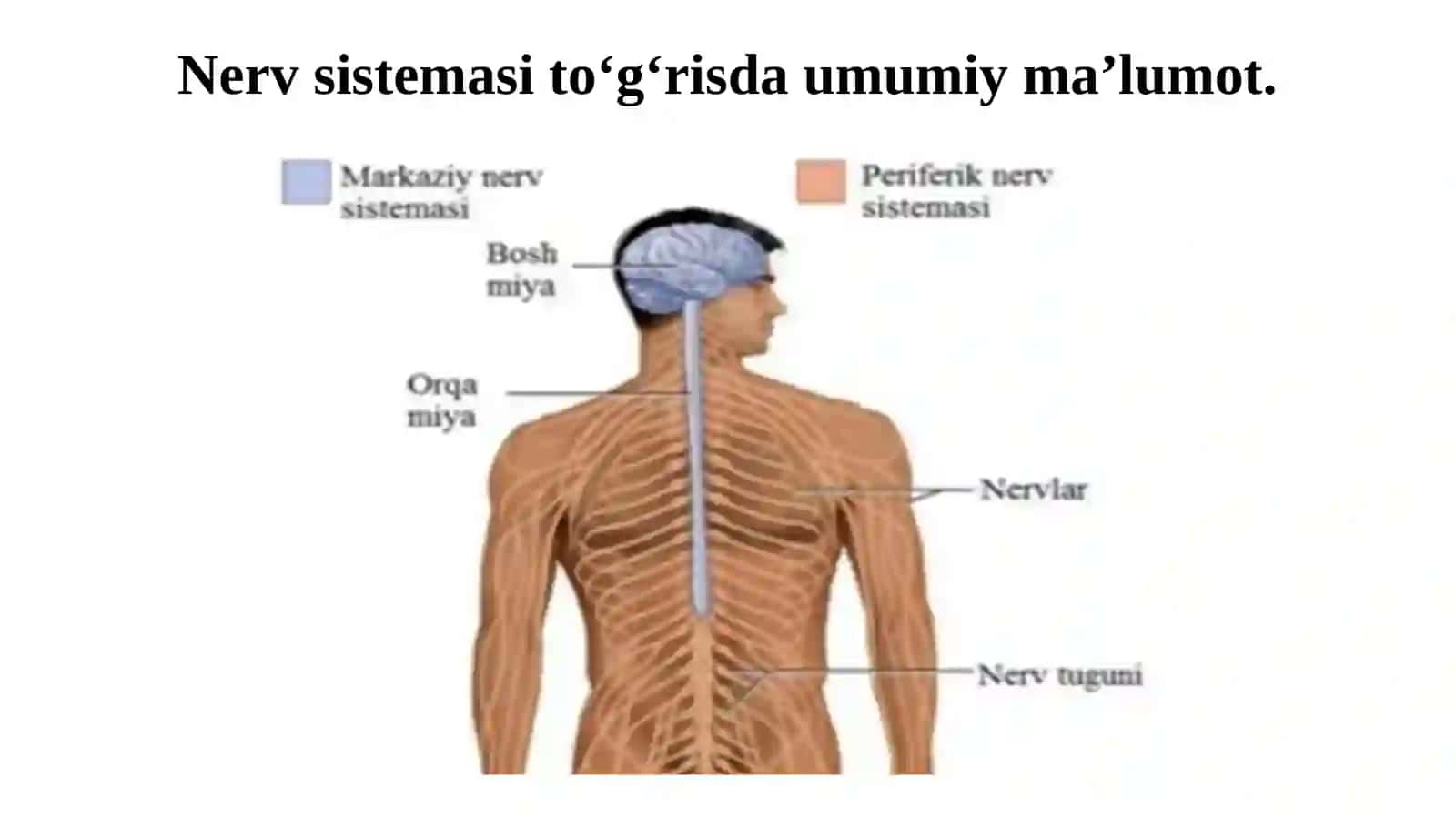 Orqa miya tuzilishi va funktsiyasi. Orqa miya morfologik xususiyatlari. Orqa miya neyronlarning morfofunktsional xususiyatlari 2