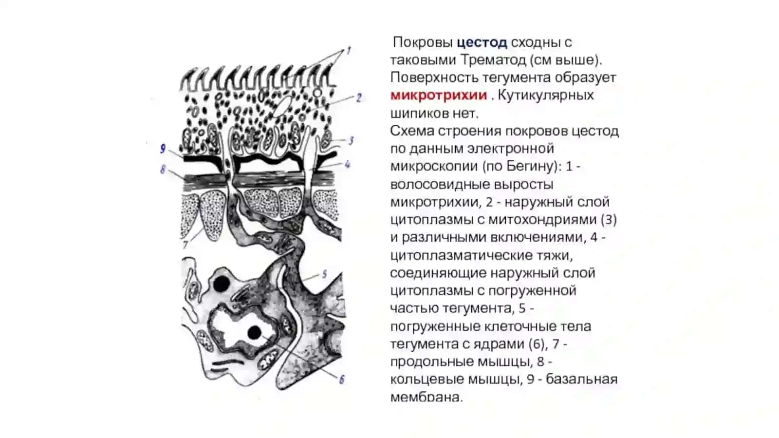 Tasmasimon chuvalchanglar (Cystoda) sinfi 2