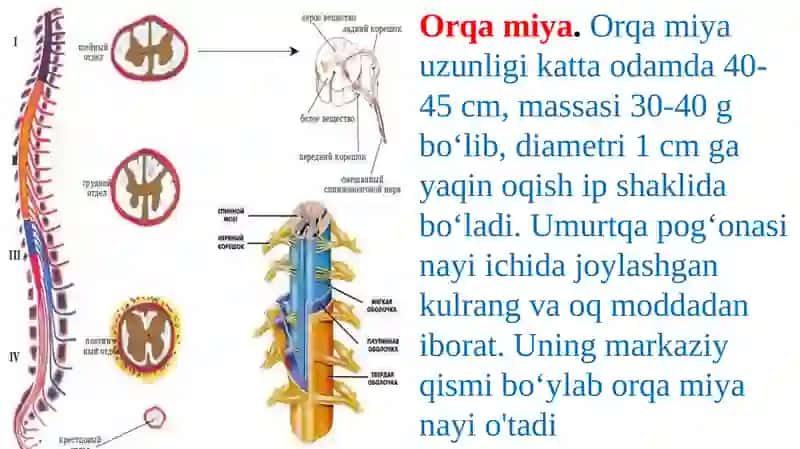 Orqa miya tuzilishi va funksiyalari 2