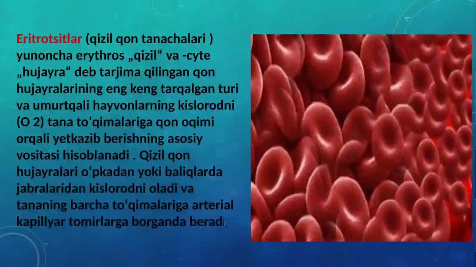 eritrotsitlar turlari va funksiyalari 2