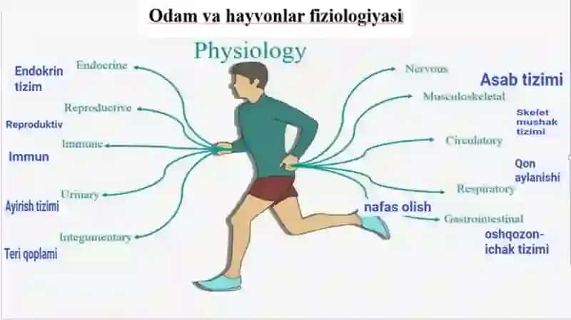 “Odam va hayvonlar fiziologiyasi” faniga kirish. 2