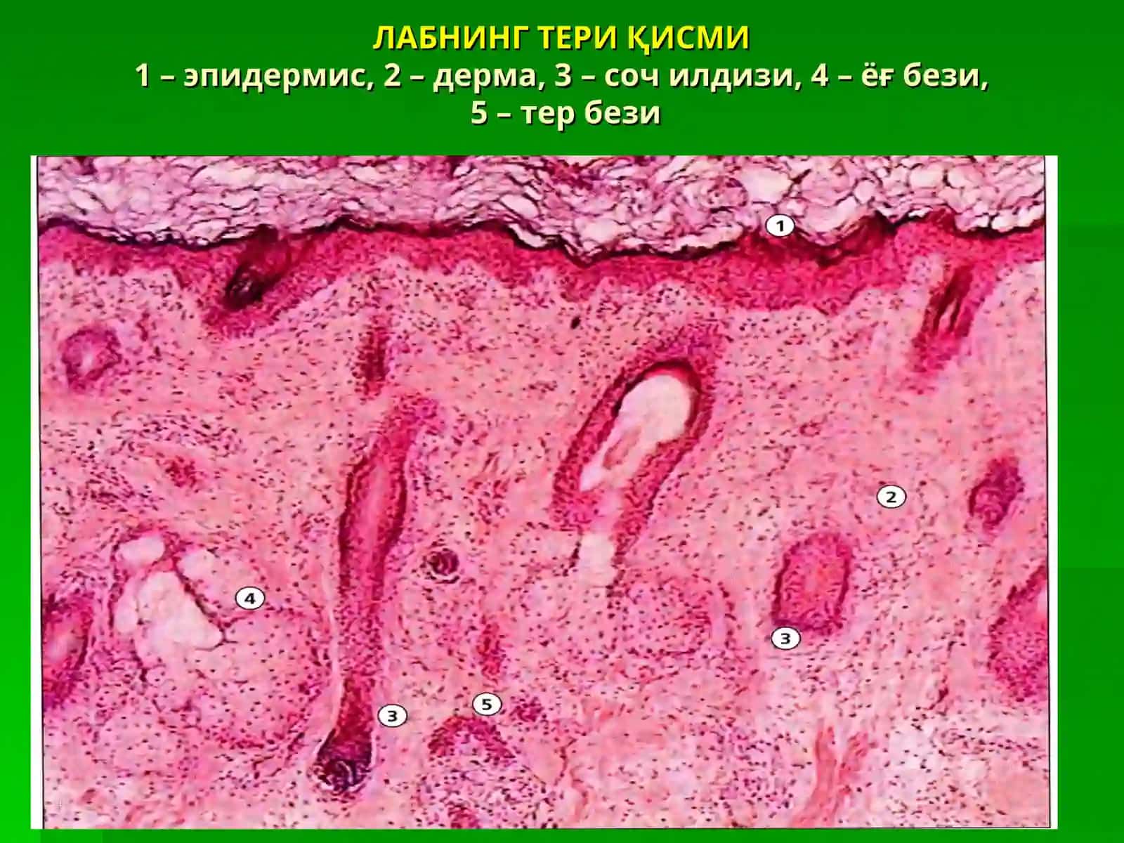 Оғиз бўшлиғи, тил ва сўлак безлари 2