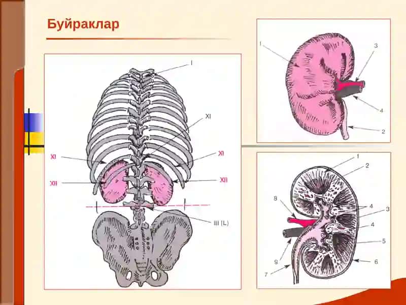 БУЙРАК КАСАЛЛИКЛАРИ БИЛАН КАСАЛЛАНГАН БЕМОРЛАРНИ ТЕКШИРИШ. 2