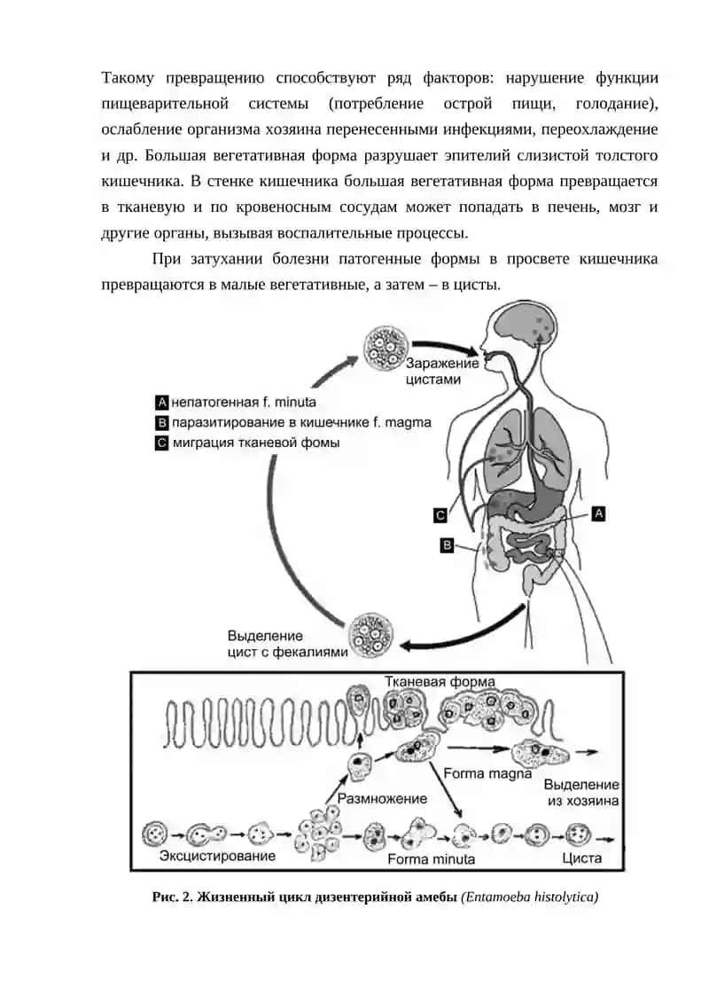 ДИЗЕНТЕРИЙНАЯ АМЕБА, Entamoeba histolytica 2