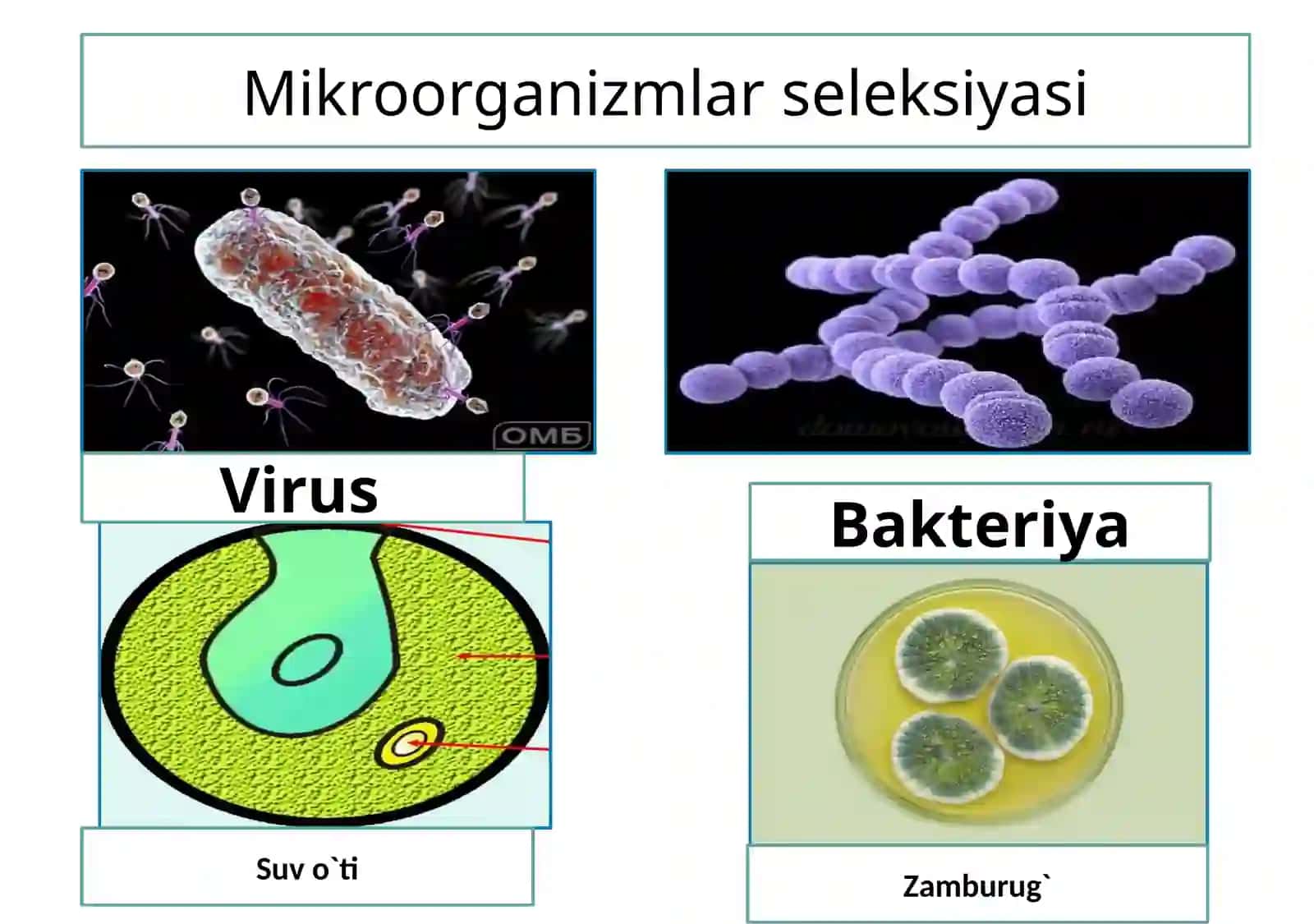 O`simlik va hayvonlar selektsiyasi 2