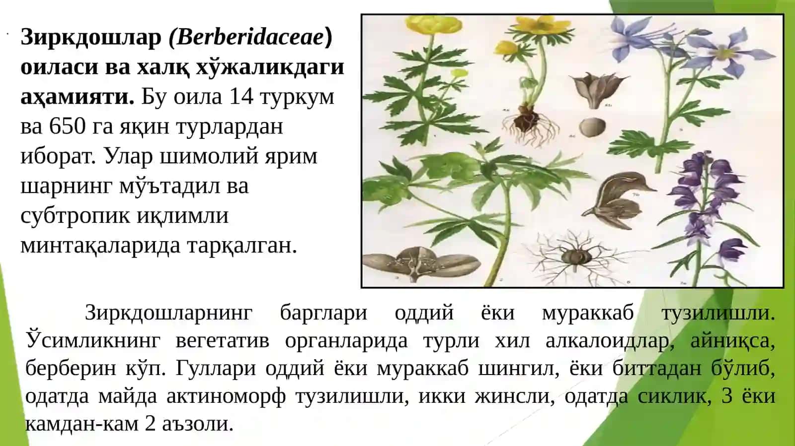 Зиркдошлар флора ва систематикаси 2