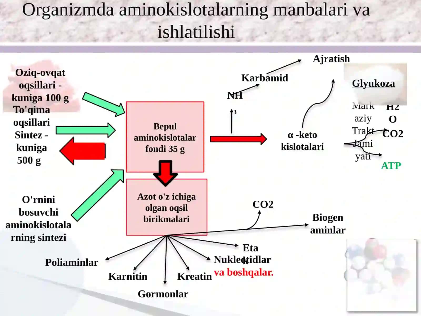 OQSIL ALMASHINUVI. AMINOKISLOTA ALMASHINUVINING UMUMIY YO'LLARI 2