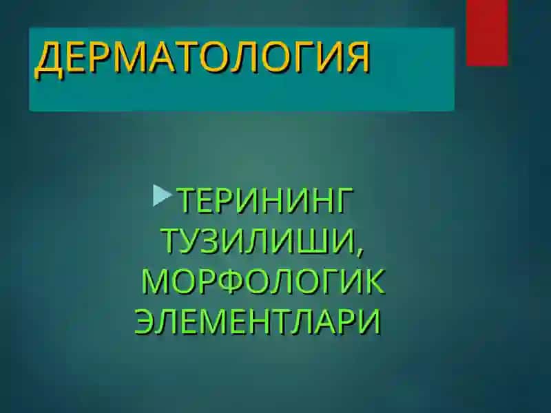 TERINING TUZILISHI VA MORFOLOGIK ELEMENTLARI 2