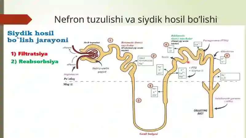 Nefron tuzulishi va siydik hosil bo'lishi 2