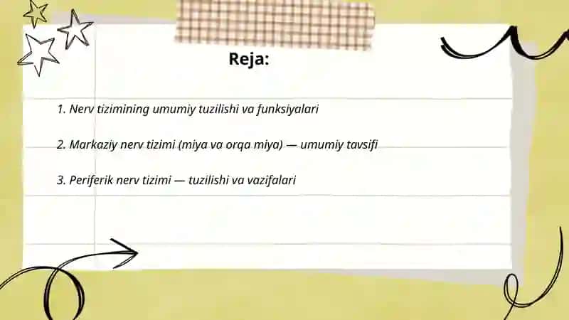 Nerv tizimi, umumiy tavsifi, taraqqiyoti 2